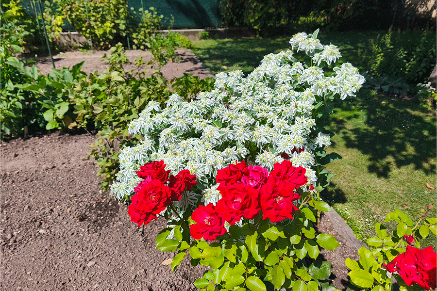 Unser Garten im August Weißrandige Wolfsmilch und rote Rose - Fotos JoSt   2025